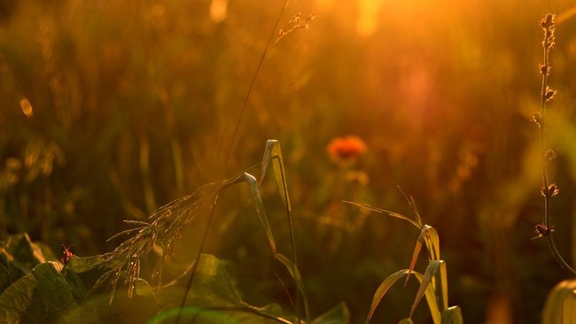 Днем солнышко еще греет, а ночью температура может опуститься до - 2