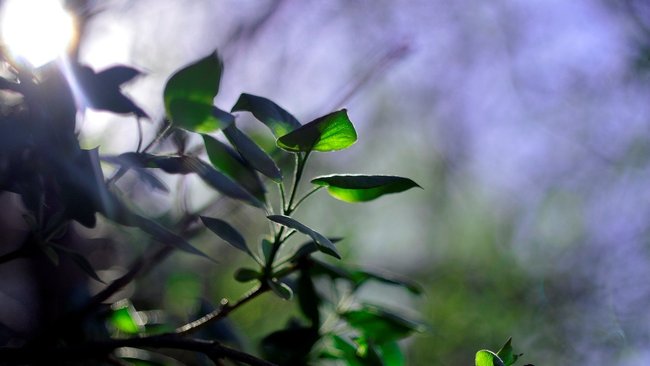 В каких районах Оренбуржья высадят более 400 гектаров нового леса