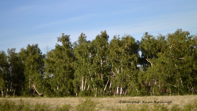 Лошадь на детской площадке, ребенок в машине и «потеряшки» в лесу
