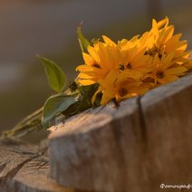 Факты о 8 Марта: посыл, статистика, подарки, празднование