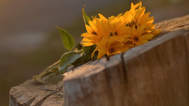 В Бузулуке хватит сырья только для одного завода по переработке подсолнечника? 