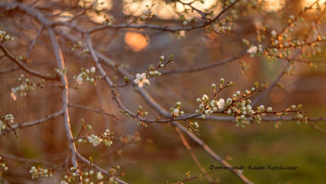 Специалист дает советы, как правильно обработать плодовые деревья весной