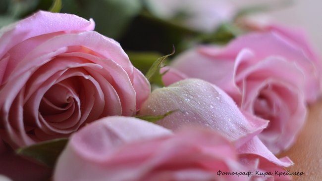 Популярные цветы на 8 Марта подорожали, но мужчин этот нюанс не остановит