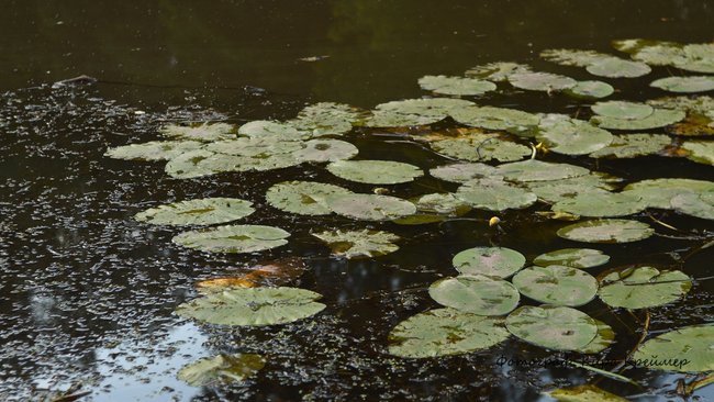 В Бузулуке продолжаются поиски утонувшего мужчины (18+)