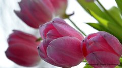 Оренбургстат подсчитал, сколько женщин получат поздравления с 8 Марта