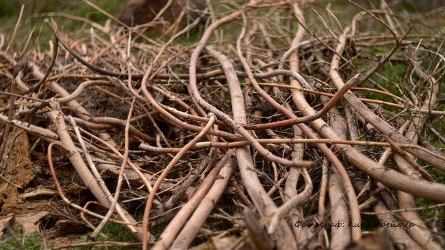 Как в Оренбуржье заготовить дрова, не нарвавшись на штраф? 