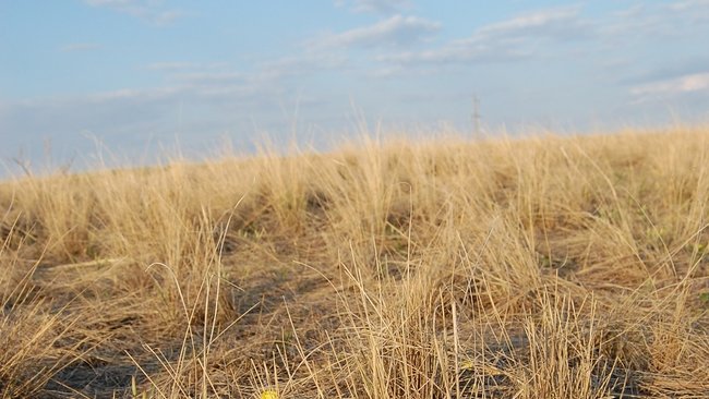 Многодетной семье в Бузулуке выдали участок без необходимой инфраструктуры