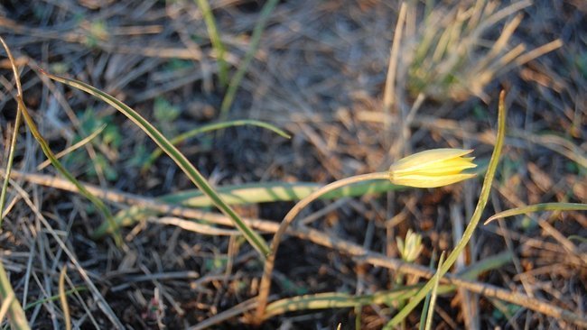 За первоцветы оренбуржцы могут схлопотать штраф до одного миллиона рублей