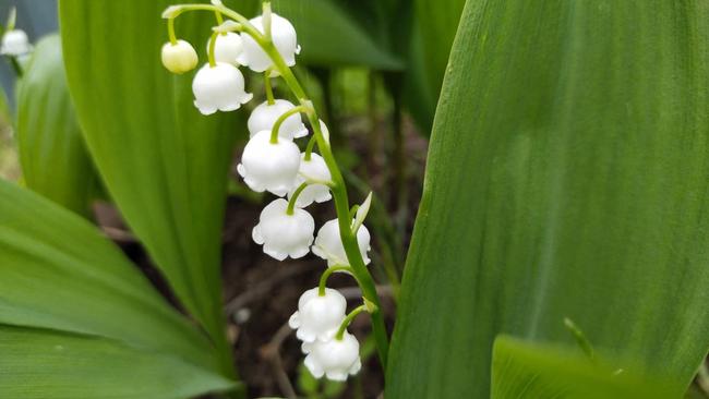 В лесах Оренбуржья зацвели ландыши, а в некоторых районах собирают грибы
