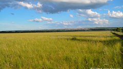 В Оренбуржье займутся исследованием птиц-дальних мигрантов