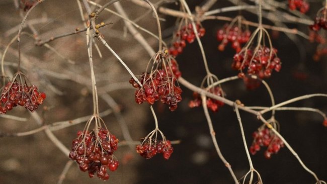 В Синичкин день бузулучан просят сделать кормушки для птиц
