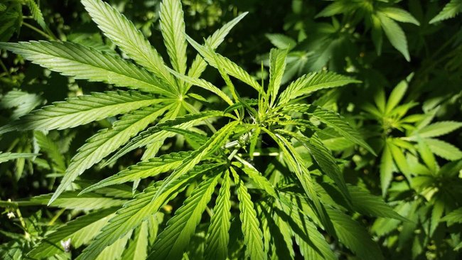 Конопляные угодья, выявленные в Бузулукском районе еще в июле, до сих пор не уничтожены? 