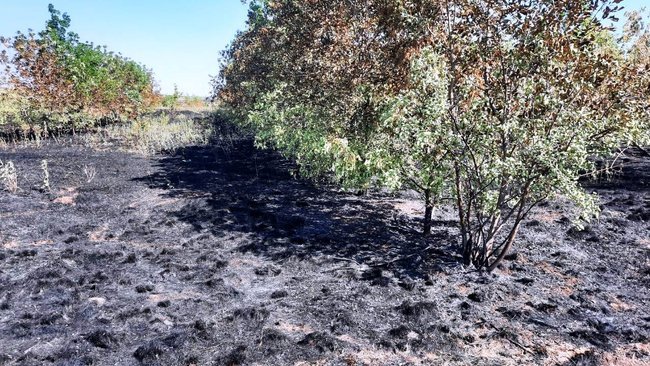 Эксперты Рослесхоза заявляют: поджог травы не спасет участок от клещей