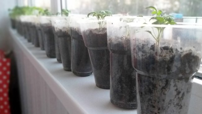 Огородникам на заметку: что и когда сажать в мае