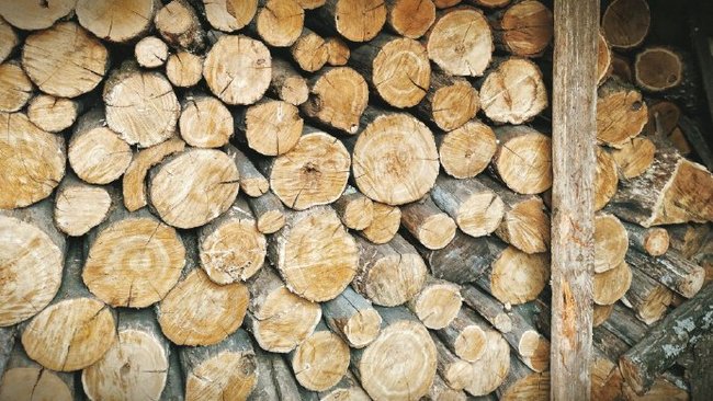 Мужчина ответил в суде за незаконную вырубку дубов в бузулукских лесах