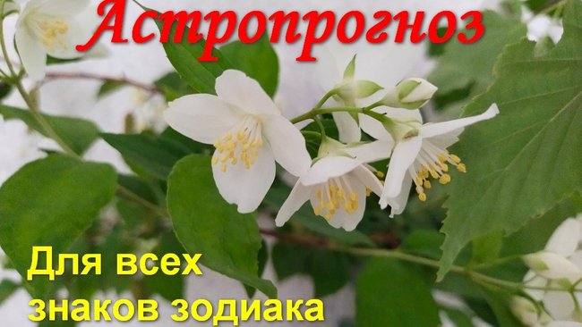 У Тельцов наступает отличное время для проведения всевозможных торжеств