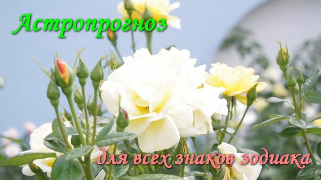 Весы, не останавливайтесь, пока не достигнете намеченной цели