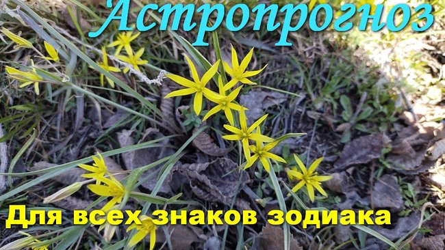 Тельцам на этой неделе ни в коем случае нельзя действовать напролом