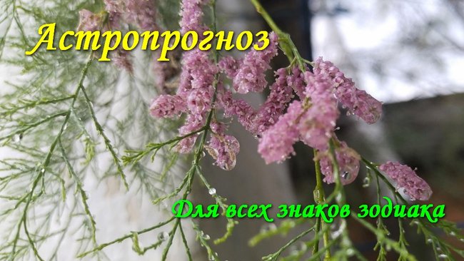 Тельцам звезды не советуют надолго покидать домашний очаг