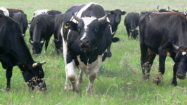 Сколько в Оренбуржье было произведено мяса и молока с начала года?