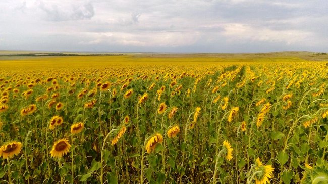 Оренбуржье экспортировало продукцию АПК на 237,3 млн долларов США 