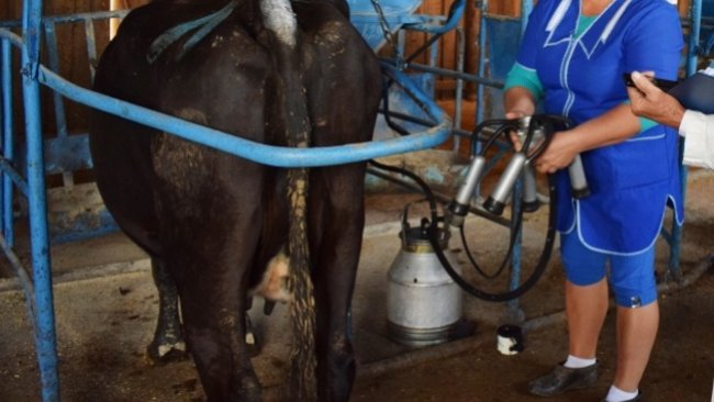 Ситуацию на молочном рынке Оренбуржья обсудили в Минсельхозе области 