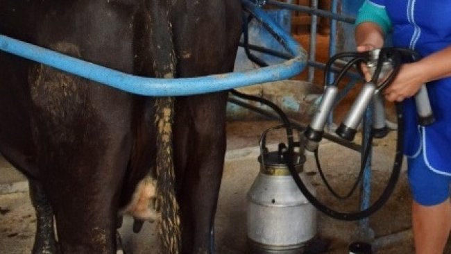 В Бузулукском районе определили лучших дояров и техников по искусственному осеменению КРС