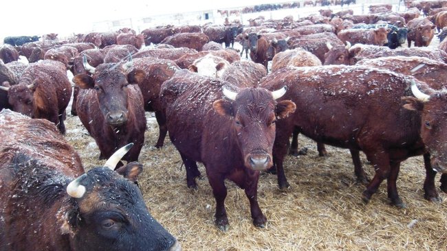 Сколько в Оренбуржье голов КРС и как изменилась ситуация в животноводстве?