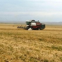 Бузулукский район в лидерах по урожайности