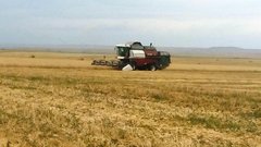 Бузулукский район в лидерах по общему намолоту зерна в Оренбуржье