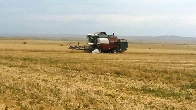 Бузулукский район в лидерах по общему намолоту зерна в Оренбуржье
