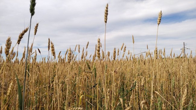 Хозяйства Бузулукского района - лидеры по урожайности озимых зерновых