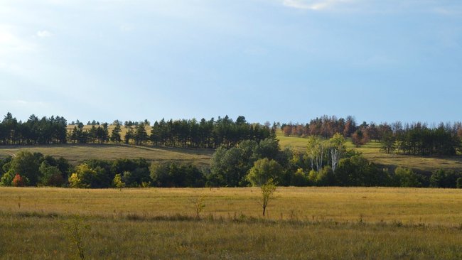 В Оренбуржье ИП с полями зернобобовых реализовал 13 000 литров молока