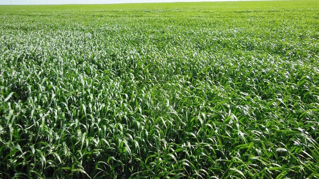 Поля с озимыми в Оренбургской области атакуют вредители