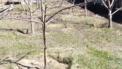 В Бузулуке дачный воришка выслушал приговор 