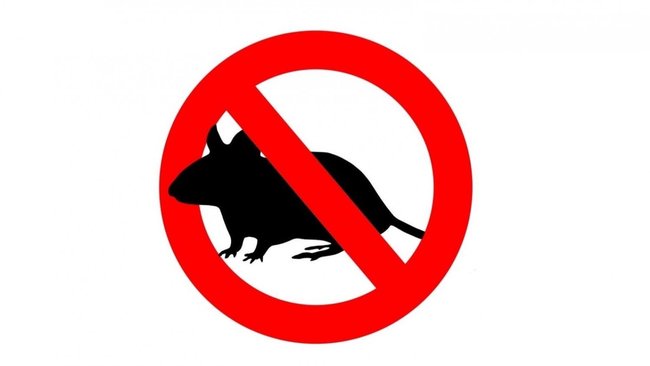 Мышиная лихорадка: симптомы, которые нельзя игнорировать