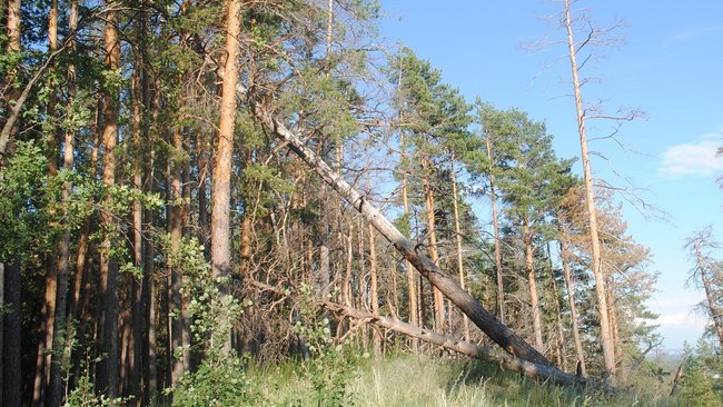 За убийство кабана в Бузулукском бору браконьер рискует лишиться охотничьего билета 