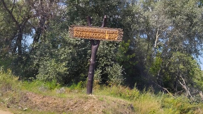 В Бузулукском бору может появиться музей 