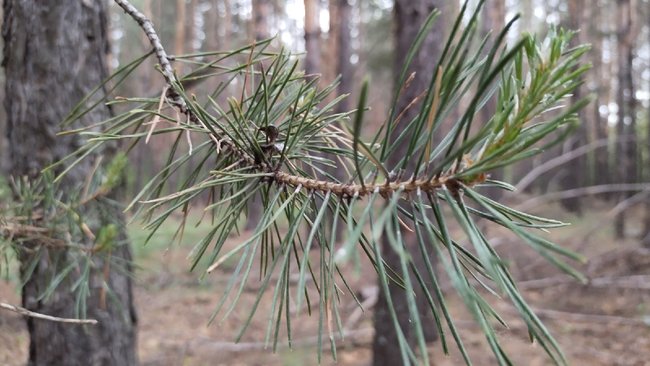 В Бузулуке под ногами растет «курятина», а никто не берет
