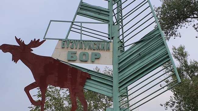 Бузулукская сосна все-таки вошла в тройку лидеров конкурса 