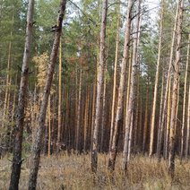 Второй въезд в Бузулукский бор планируют привести в порядок 