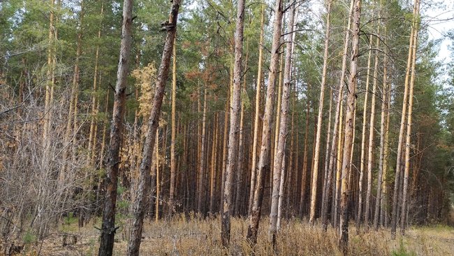 Государственные инспекторы Бузулукского бора осуждены за кражу древесины