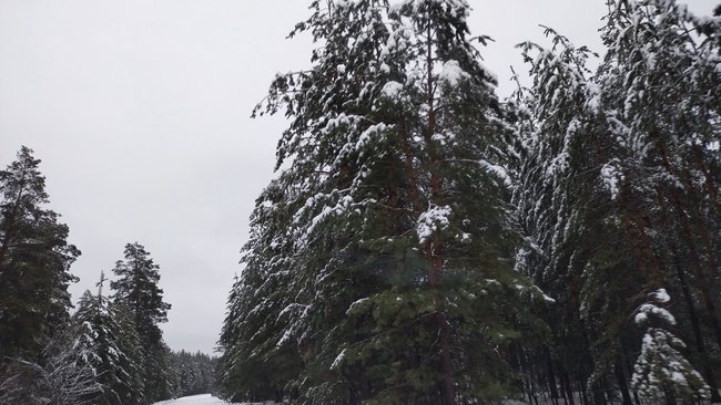 По следу зверя: в 