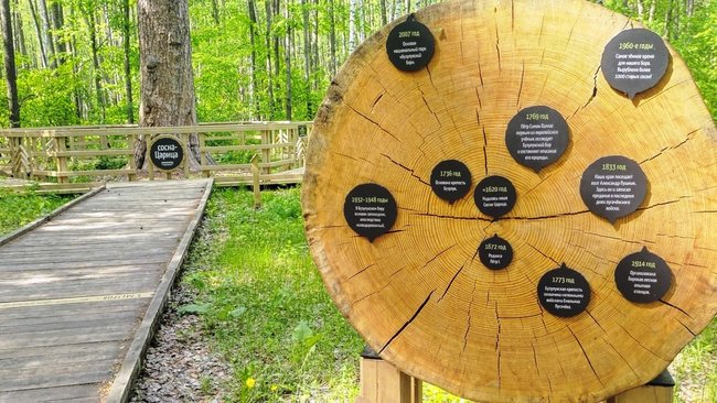 Российская певица сняла клип в Бузулукском бору 