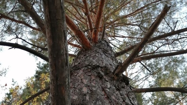Царица-сосна станет памятником живой природы