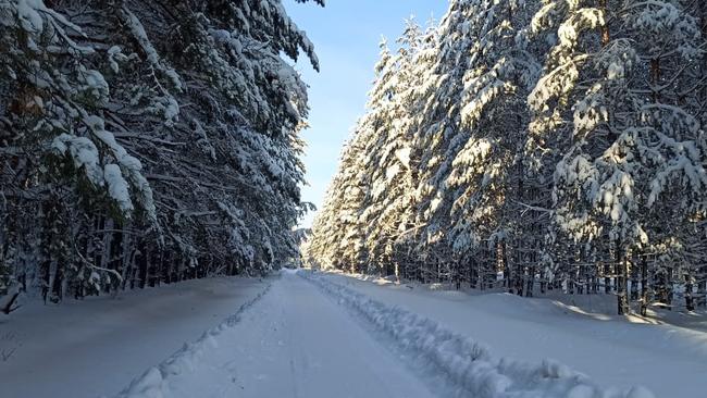 Браконьерские ловушки и капканы продолжают появляться в Бузулукском бору