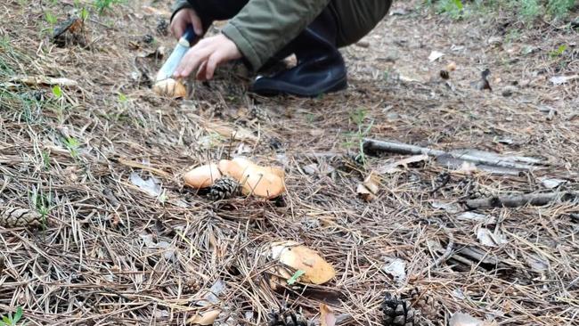 Встречей с кабаном обернулся для женщины поход за грибами в Бузулукский бор