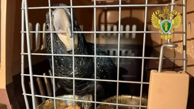 Контрабандиста редких птиц отправили под домашний арест, пернатых — в зоопарк