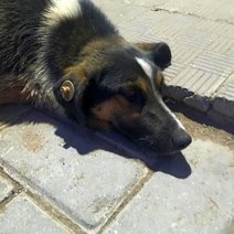 На отлов собак в Бузулуке будет потрачено свыше полумиллиона рублей 