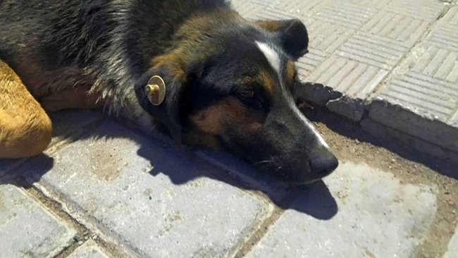 На отлов собак в Бузулуке будет потрачено свыше полумиллиона рублей 